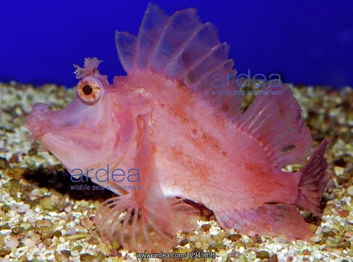 : Weedy Scorpionfish : Weedy Scorpionfish