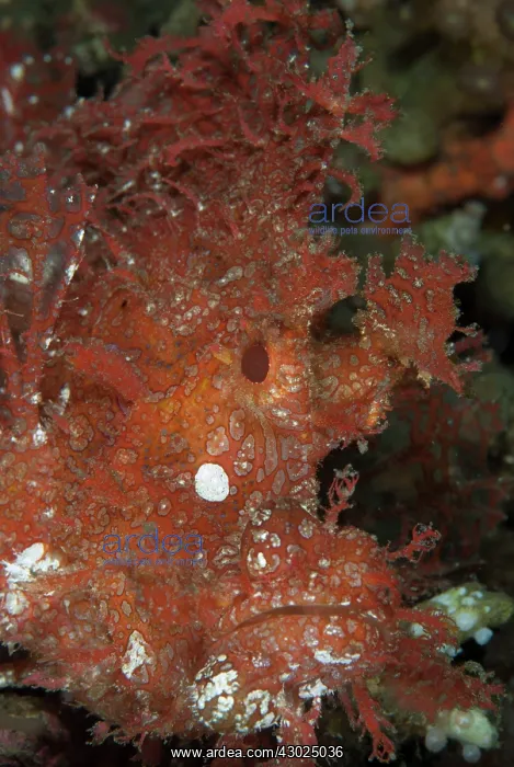  : Weedy Scorpionfish