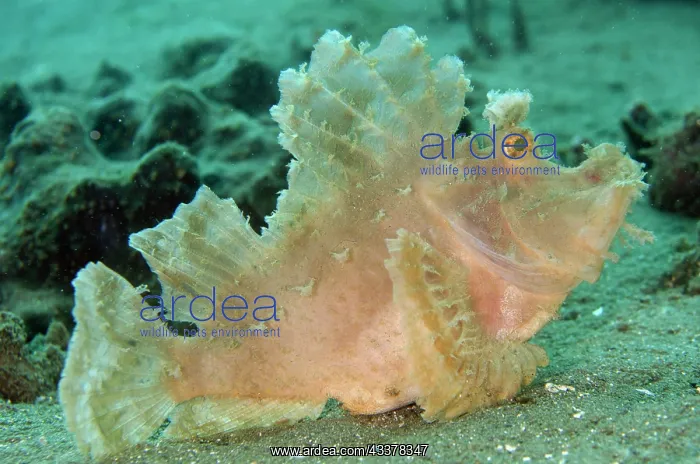 : Weedy Scorpionfish : Weedy Scorpionfish