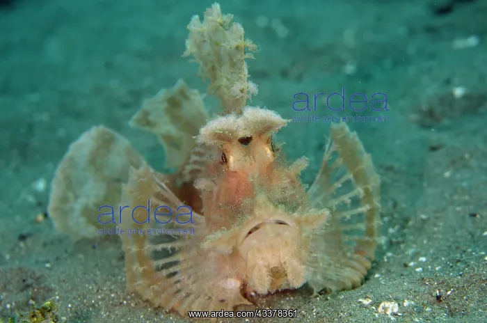 : Weedy Scorpionfish : Weedy Scorpionfish