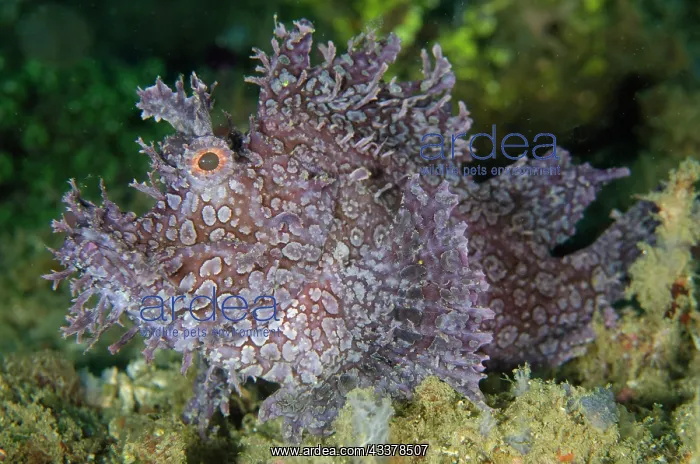 : Weedy Scorpionfish : Weedy Scorpionfish