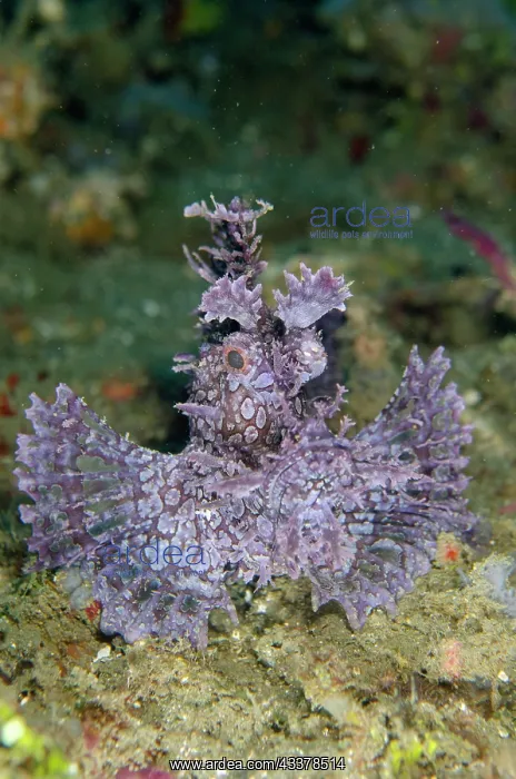 : Weedy Scorpionfish : Weedy Scorpionfish