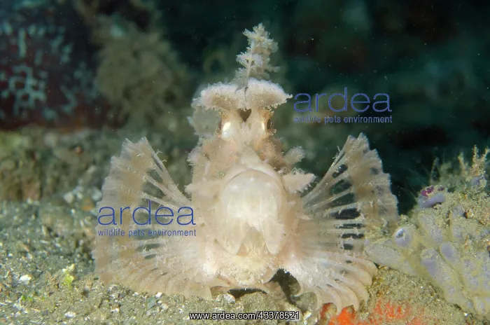 : Weedy Scorpionfish : Weedy Scorpionfish