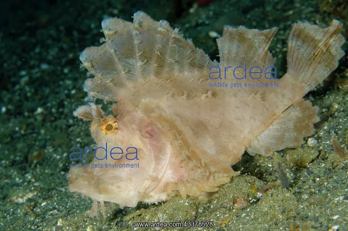 : Weedy Scorpionfish : Weedy Scorpionfish