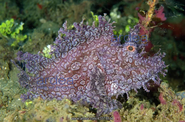 : Weedy Scorpionfish : Weedy Scorpionfish