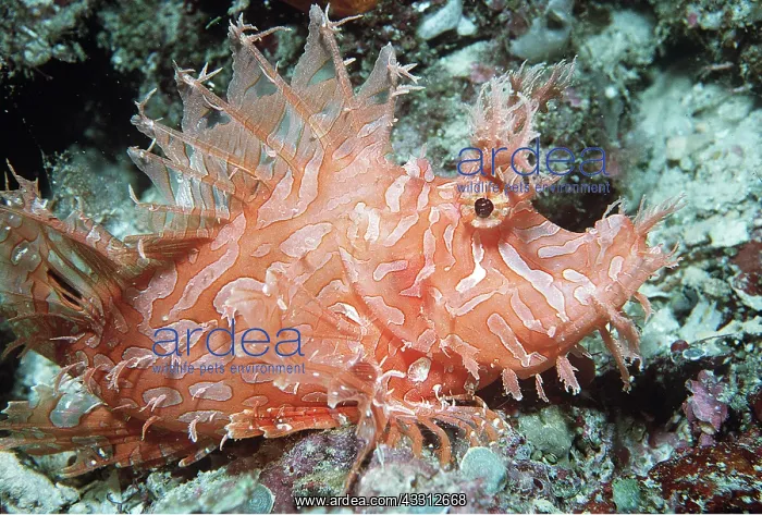 : WEEDY SCORPIONFISH - uses lure to catch prey : WEEDY SCORPIONFISH - uses lure to catch prey