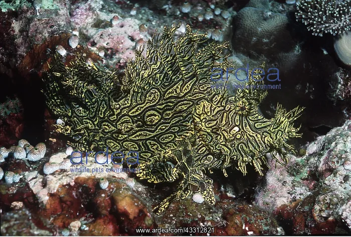 : WEEDY SCORPIONFISH - VENOMOUS : WEEDY SCORPIONFISH - VENOMOUS