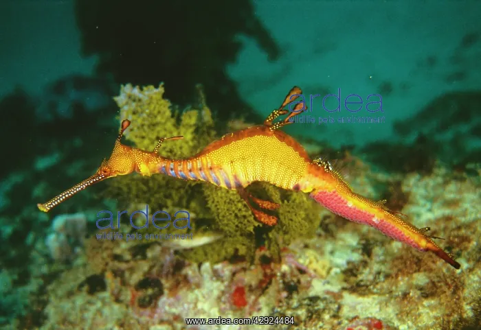 : WEEDY SEA DRAGON / SEAHORSE - Adult male with egg : WEEDY SEA DRAGON / SEAHORSE - Adult male with egg