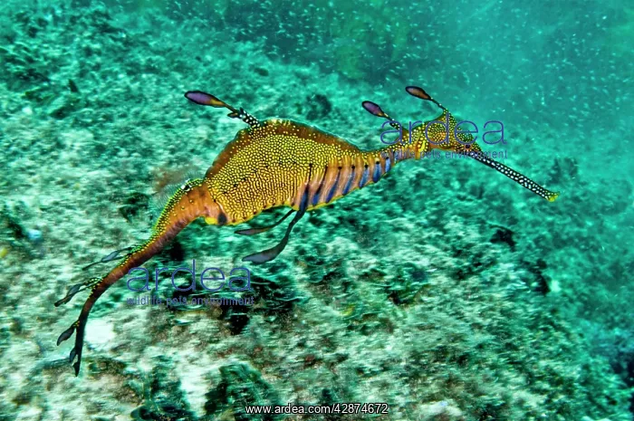 : Weedy Seadragon : Weedy Seadragon