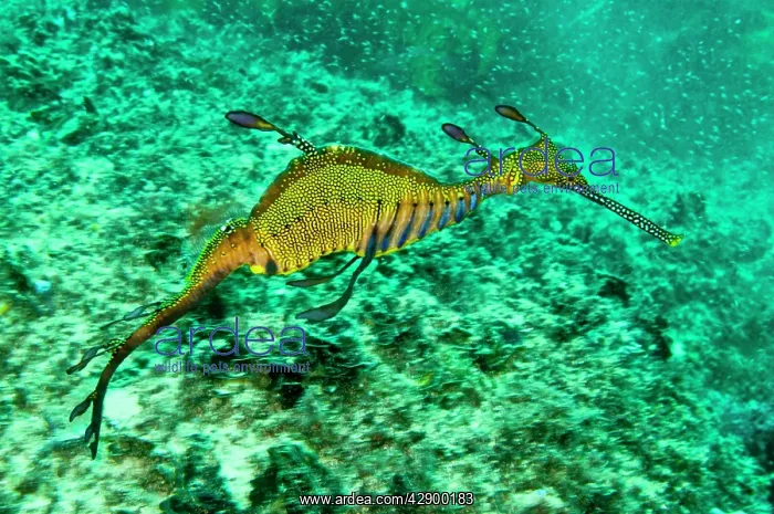 : Weedy Seadragon : Weedy Seadragon