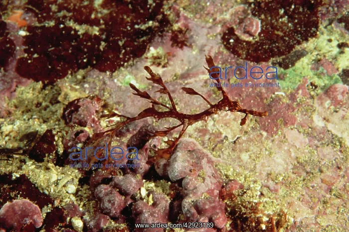 : Weedy Seadragon - Juvenile : Weedy Seadragon - Juvenile