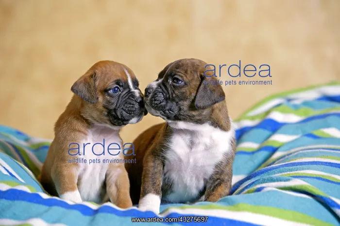 : Two five week old Boxer Puppies on blanket, touching : Two five week old Boxer Puppies on blanket, touching