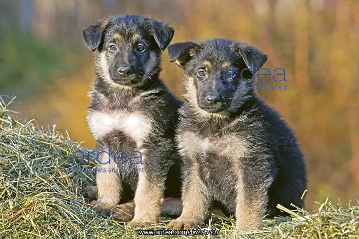 : Two eight week old German Shepherd puppies sitting : Two eight week old German Shepherd puppies sitting