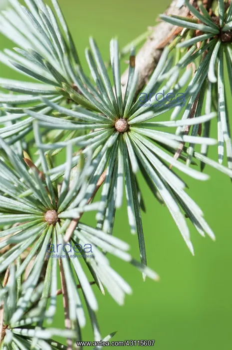 : Weeping Blue Atlas Cedar. Cedrus atlantica Glauca : Weeping Blue Atlas Cedar. Cedrus atlantica Glauca