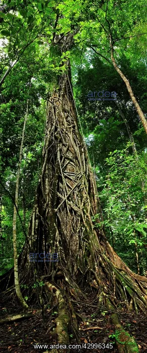 : Weeping Fig : Weeping Fig