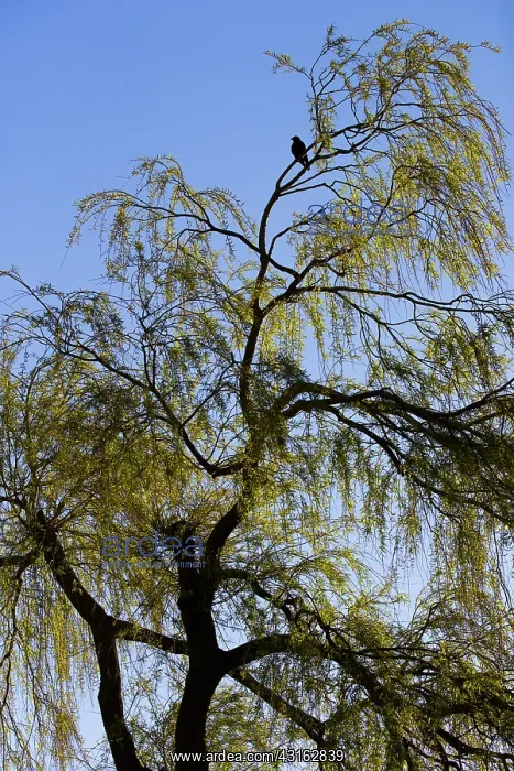 : Weeping Golden Willow : Weeping Golden Willow