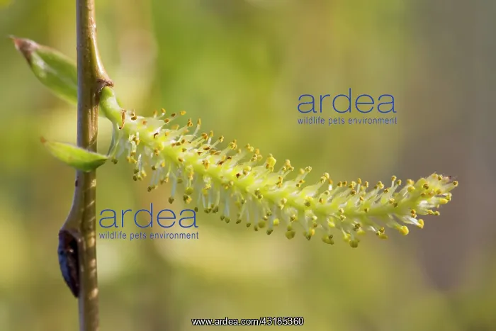  : Weeping Golden Willow