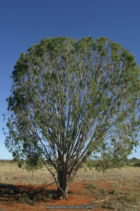 : Weeping Pittosporum / Native Apricot : Weeping Pittosporum / Native Apricot