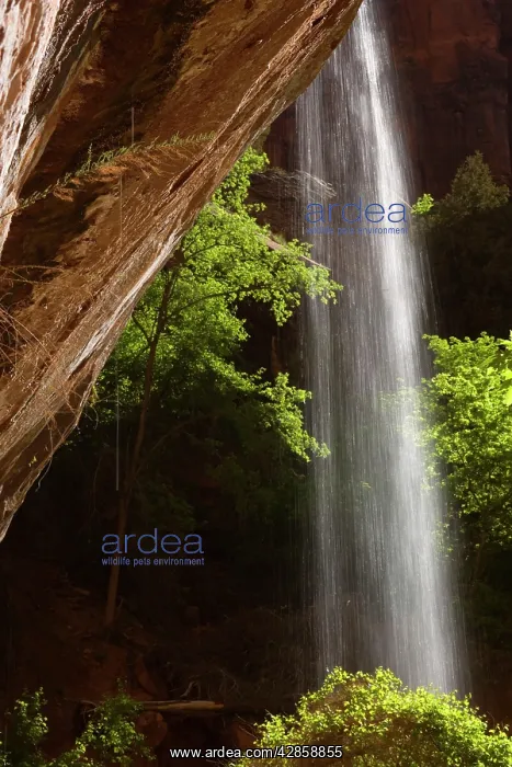 : Weeping Rock - water is rushing over a sandstone : Weeping Rock - water is rushing over a sandstone