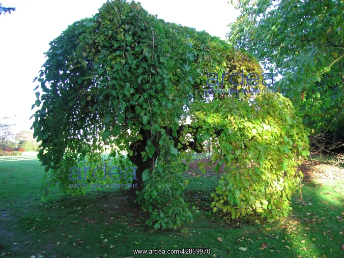 : Weeping White Mulberry Tree : Weeping White Mulberry Tree