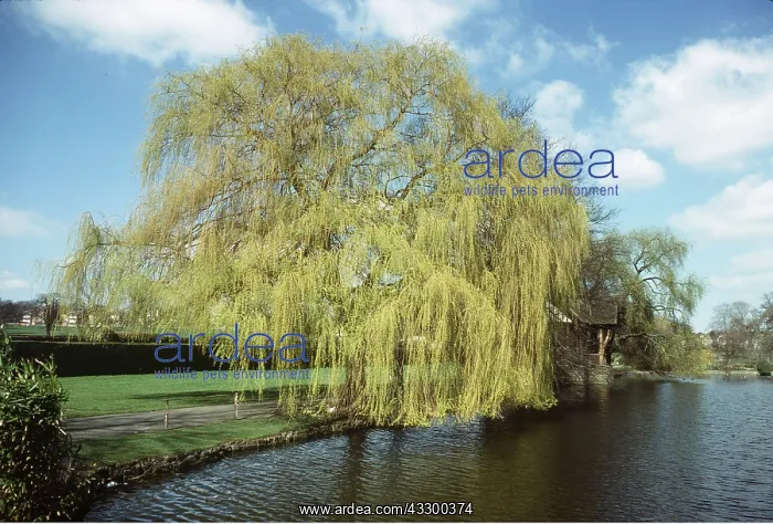 : WEEPING WILLOW