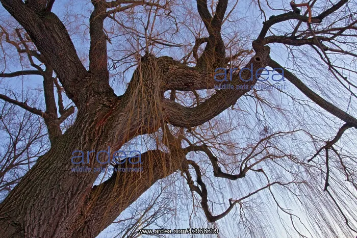 : Weeping Willow Tree - at dusk : Weeping Willow Tree - at dusk