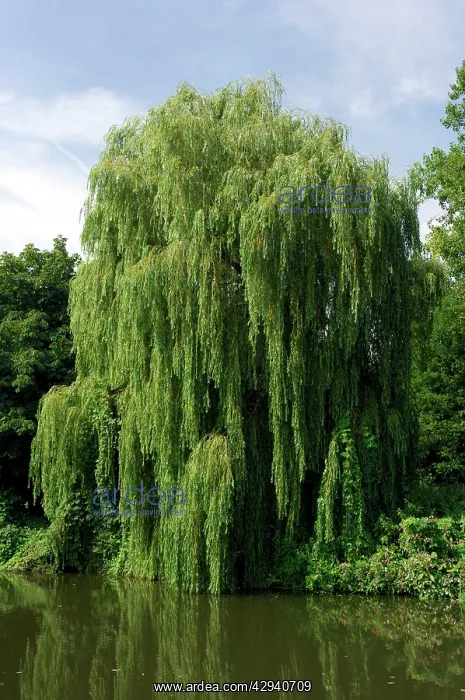 : This Weeping Willow was found on a tributary of : This Weeping Willow was found on a tributary of