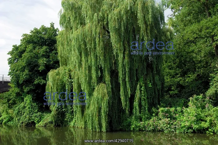 : This Weeping Willow was found on a tributary of : This Weeping Willow was found on a tributary of