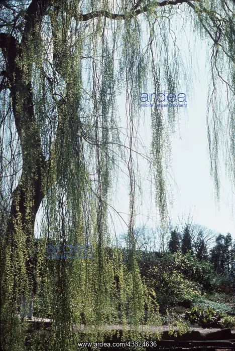  : WEEPING WILLOW Tristis