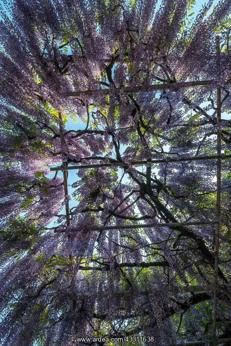 : Weeping Wisteria at Shimonobu Temple, Japan : Weeping Wisteria at Shimonobu Temple, Japan