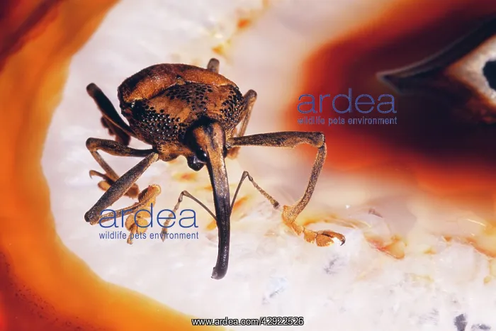 : Weevil (Rhinastus sternicornis). Brazil : Weevil (Rhinastus sternicornis). Brazil