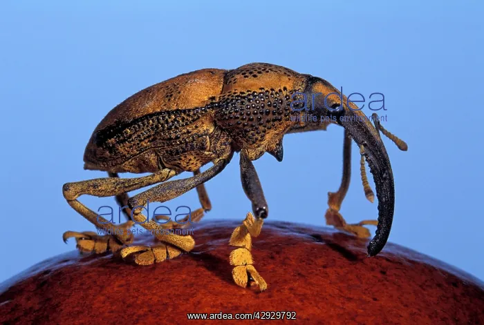 : Weevil (Rhinastus sternicornis). Brazil : Weevil (Rhinastus sternicornis). Brazil