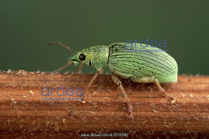  : Weevil (Phyllobius sericeus). Europe