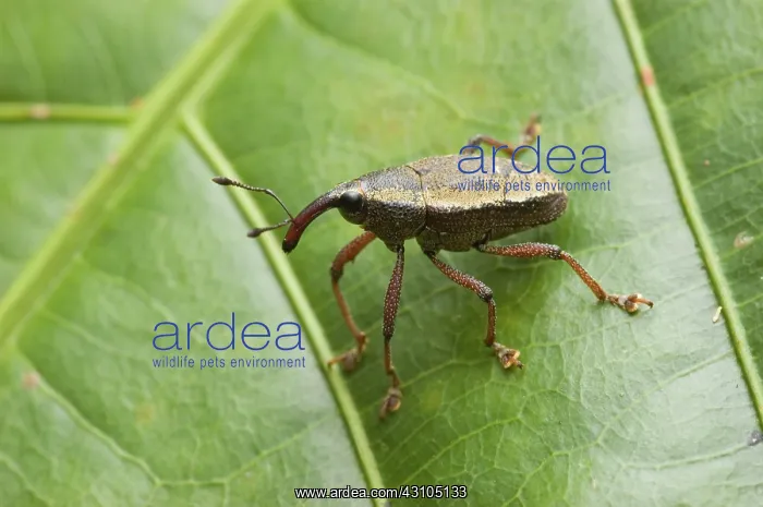 : Weevil. Peruvian Amazon : Weevil. Peruvian Amazon