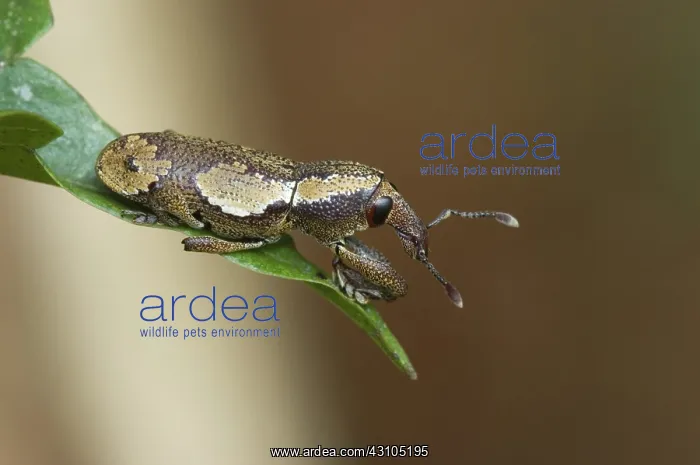 : Weevil. Peruvian Amazon : Weevil. Peruvian Amazon