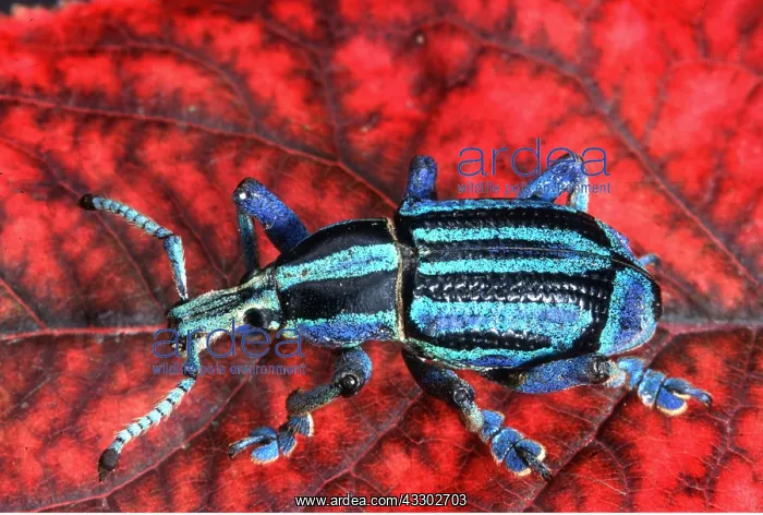 : WEEVIL : WEEVIL