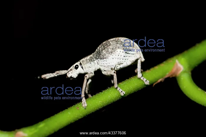 : Weevil - on stem - Klungkung, Bali, Indonesia : Weevil - on stem - Klungkung, Bali, Indonesia