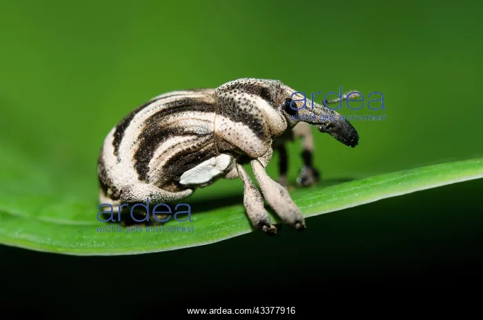 : Weevil - on leaf - Klungkung, Bali, Indonesia : Weevil - on leaf - Klungkung, Bali, Indonesia