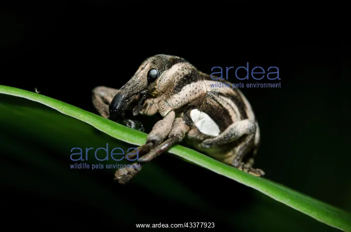 : Weevil - on leaf - Klungkung, Bali, Indonesia : Weevil - on leaf - Klungkung, Bali, Indonesia