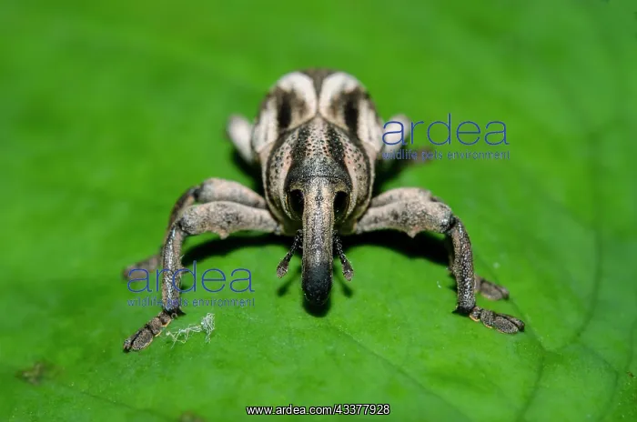 : Weevil - on leaf - Klungkung, Bali, Indonesia : Weevil - on leaf - Klungkung, Bali, Indonesia