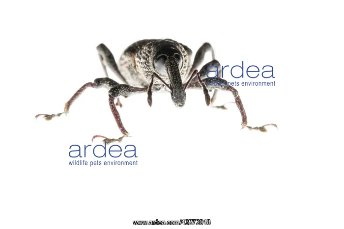 : Weevil (Aclees taiwanensis) against a white background : Weevil (Aclees taiwanensis) against a white background