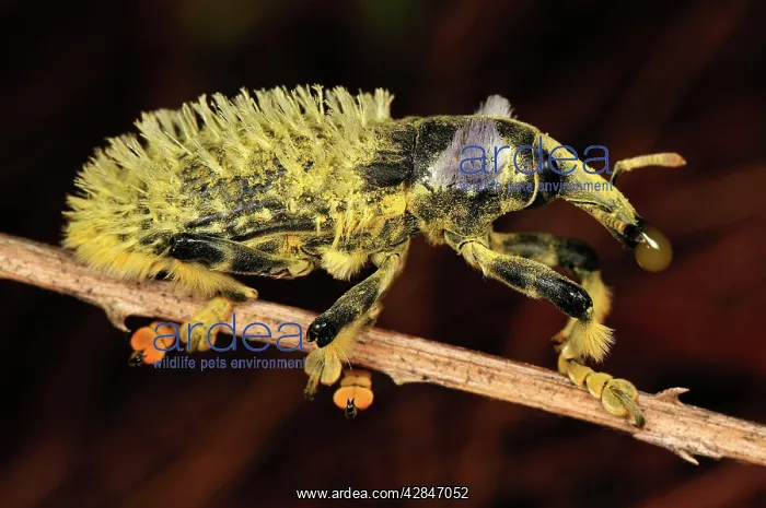 : Weevil Beetle : Weevil Beetle