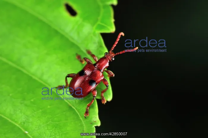 : Weevil beetle : Weevil beetle
