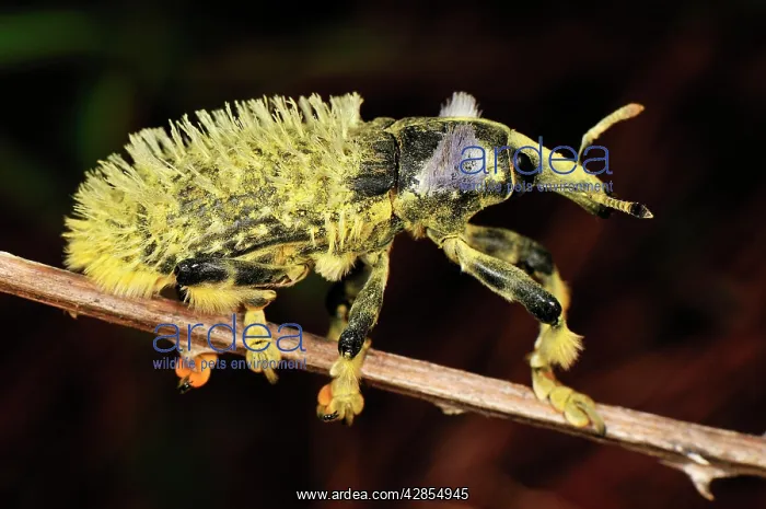 : Weevil Beetle : Weevil Beetle