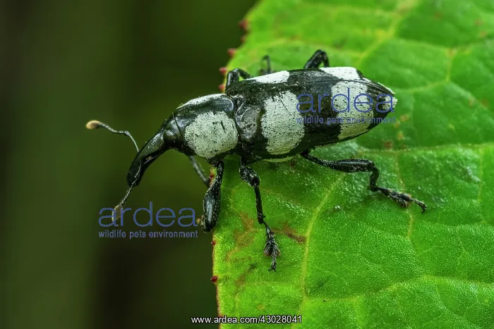 : Weevil, beetle, black and white, Las Tangaras Bird : Weevil, beetle, black and white, Las Tangaras Bird