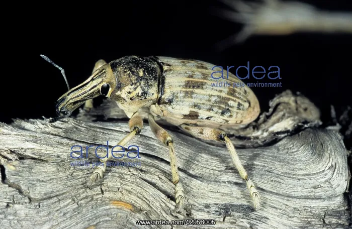 : Weevil beetle - on dry branch of a Saxaul bush : Weevil beetle - on dry branch of a Saxaul bush