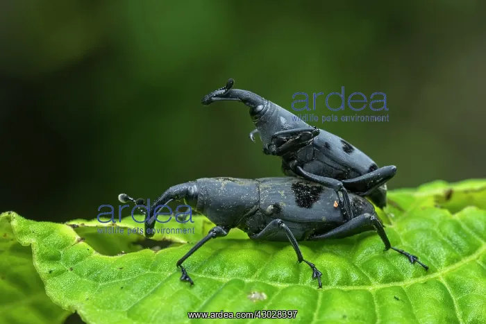 : Weevil, beetle, mating, Las Tangaras Bird Reserve : Weevil, beetle, mating, Las Tangaras Bird Reserve