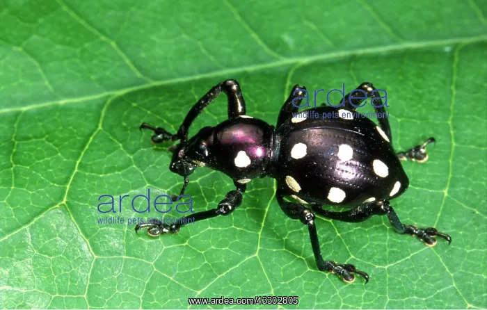 : WEEVIL with black & white spots, on leaf : WEEVIL with black & white spots, on leaf
