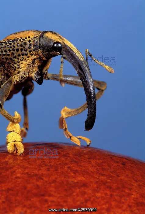 : Weevil from Brazil : Weevil from Brazil