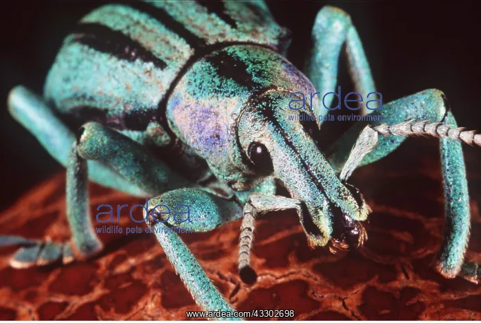 : WEEVIL close-up : WEEVIL close-up